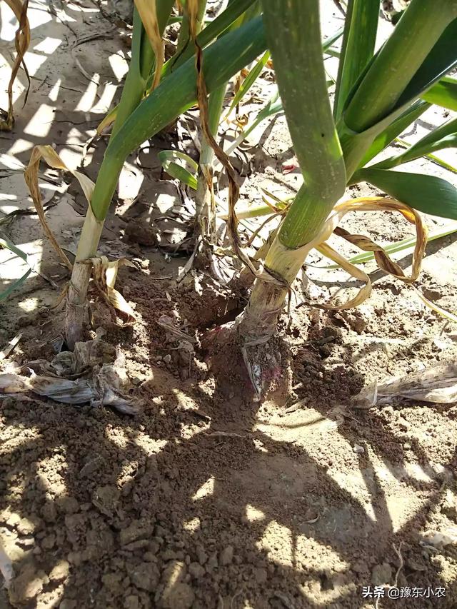 种植大蒜需要注意什么，种植大蒜，种子如何选择有哪些需要注意的吗