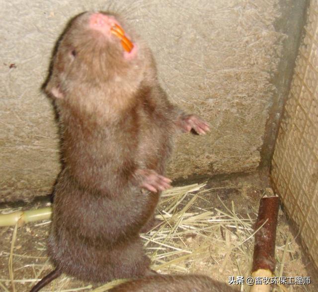 养殖老鼠做动物性饲料:农村养殖小老鼠需要注意哪些问题？