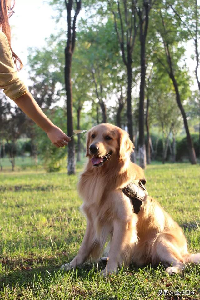 适合女孩子养的中型犬:想养只狗陪伴。缺乏安全感的女生适合养什么狗？