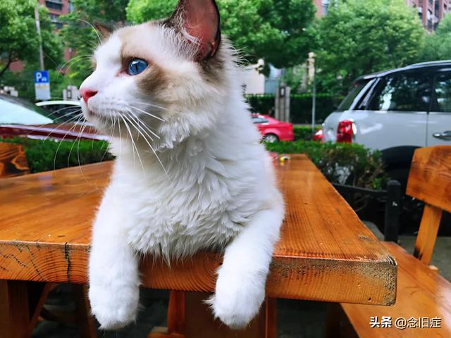 布偶猫:布偶猫好养吗，怎么养好布偶猫，要注意什么？