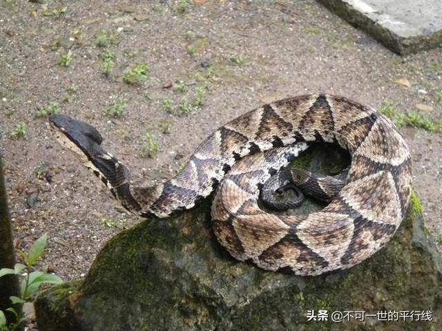 世界上最毒的蛇有哪些:蛇类中哪个被称为”毒蛇王