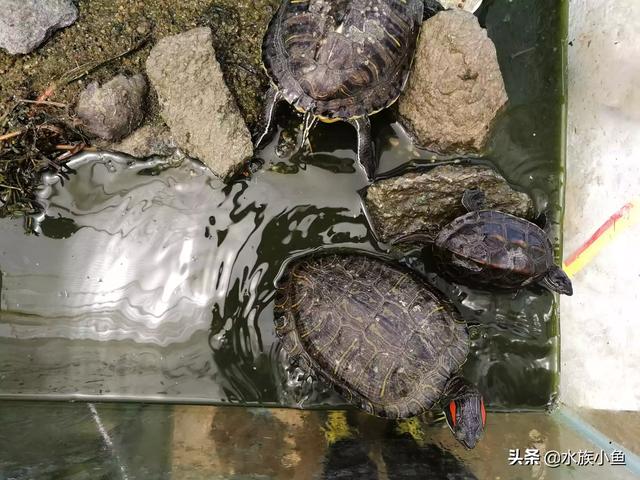 巴西龟冬眠水位:养巴西龟一天要换几次水？