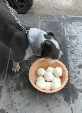 中大型犬类即将面临灭绝:狗放弃了狼的身份来到人类身边，算是成功的吗？
