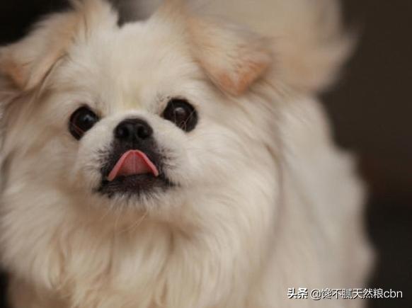 京巴狗的性格特点:为什么有人觉得养京巴犬的人越来越少了呢？