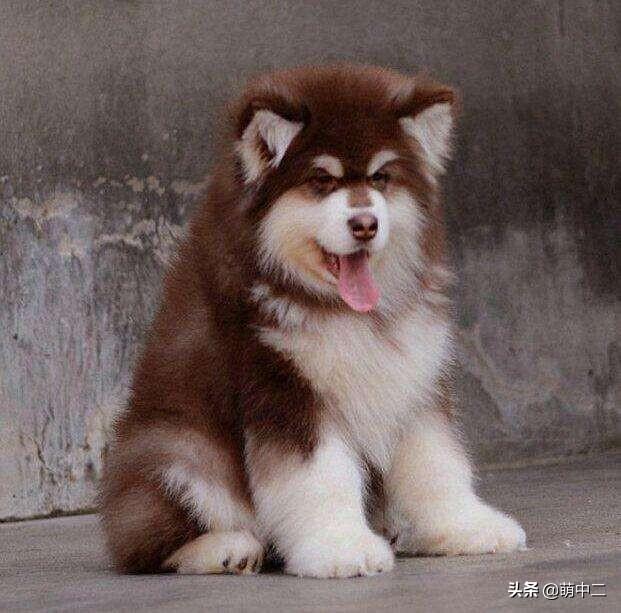 gogo中国名狗:上班族初次养狗养什么狗合适？
