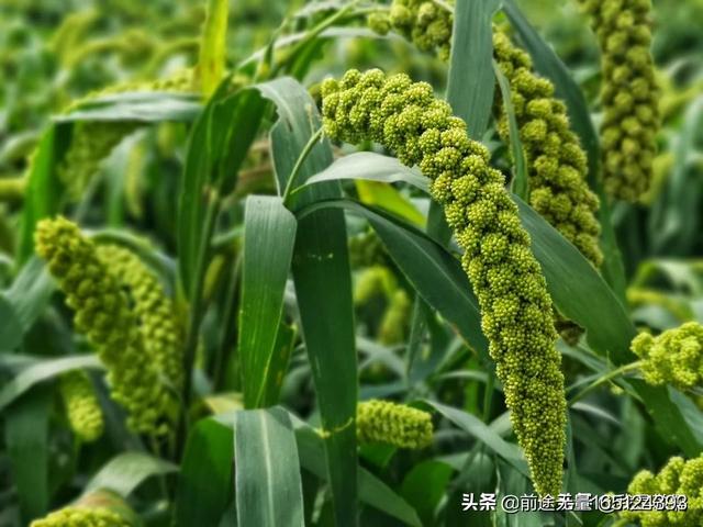 小麦草无土栽培:无土栽培种植方法都有哪些？