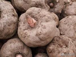 软腐病:大龙凤仙人掌软腐病怎么治？