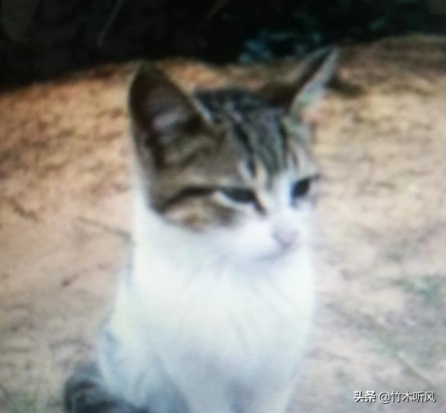 母猫绝育第二天没精神不爱动:小母猫做绝育手术之后站不起来该怎么办？ 母猫绝育第二天不吃东西