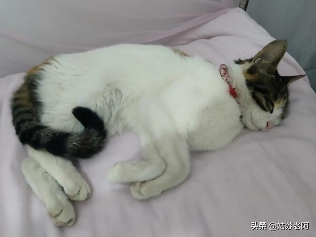 我家猫咪走丢了,从来没出过门,三天了还没找到,我很伤心,能自己回来吗？