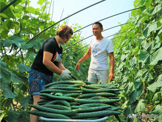 绝育黄瓜会开花吗:室内盆里播种黄瓜多久出芽 黄瓜栽种时为什么会出现有花无瓜现象？有什么补救措施？