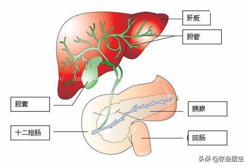 怎么检查肝功能：怎么检查肝功能是否正常