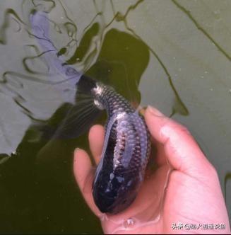 霓虹灯鱼突然死亡:家里刚养了近20条鱼，为什么没过几天就死了五六条？