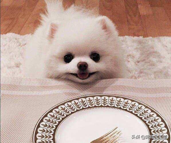南京皇朝博美犬舍官网:养只博美犬好不好，有什么优点？