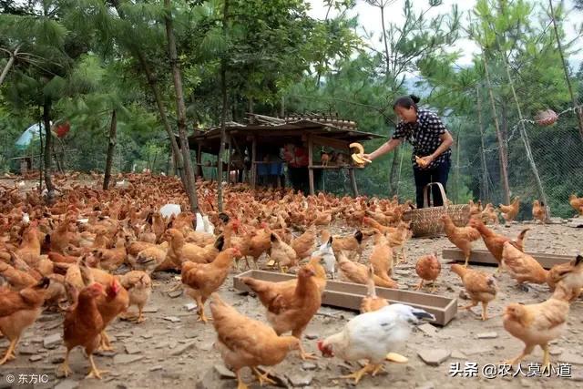 红腹锦鸡养殖前景愁卖:农村养殖什么最具有长远价值？