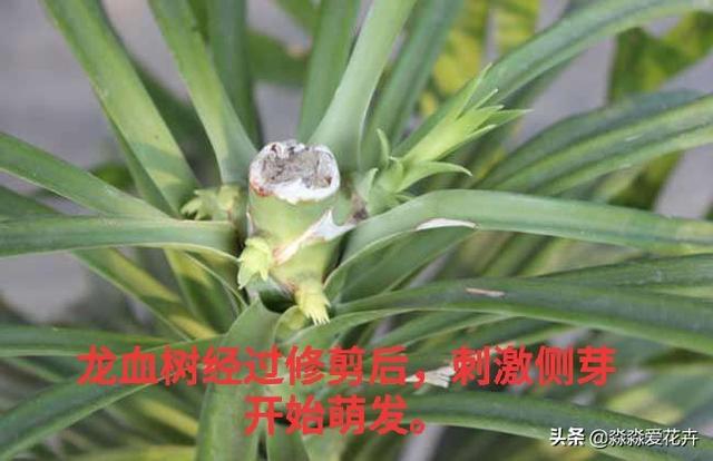 量天尺干瘪发黑:丽格海棠根部干瘪黑是怎么回事？