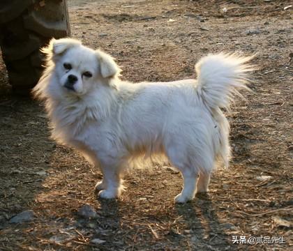 霍邱偷狗贼:为何偷狗如此猖獗的情况下，有人为偷狗贼辩护？