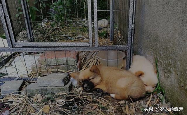 罗密欧与流浪狗 下载:看到流浪猫和狗就爱喂点吃的，流浪狗把人咬了。自己用负责吗？