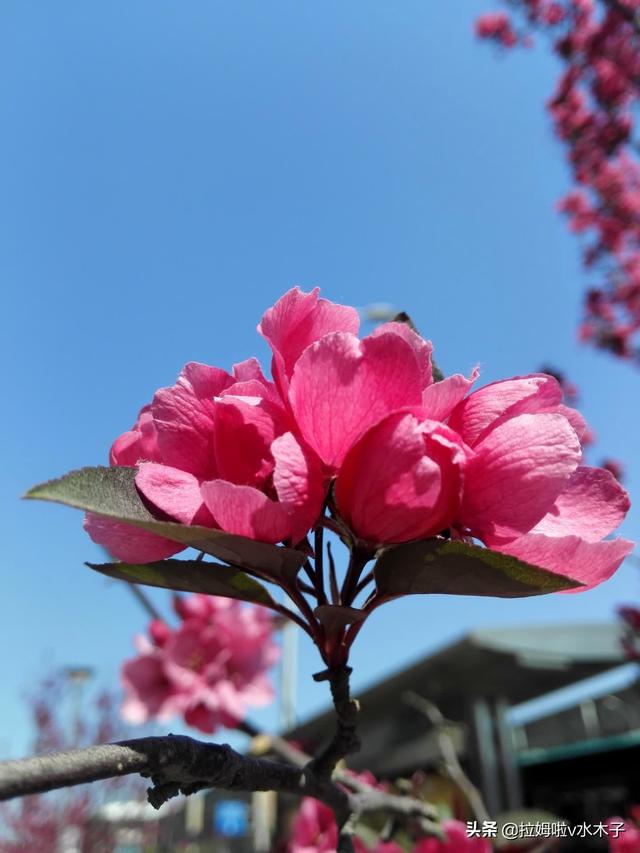 春暖花开,有哪些花是红色的？怎样摄影秀丽好看？