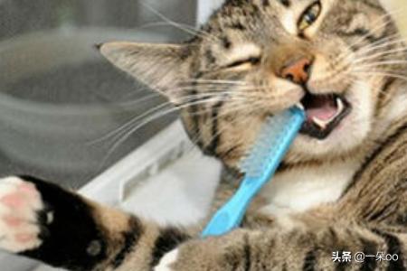 新手养猫注意事项两个月:新手养猫有哪些注意事项？