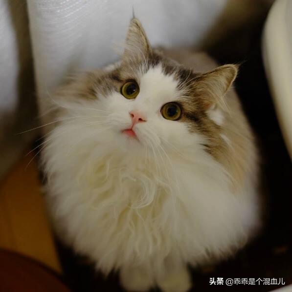 爱洗澡的猫猫手工皂官网:猫咪身上的跳蚤怎么处理？