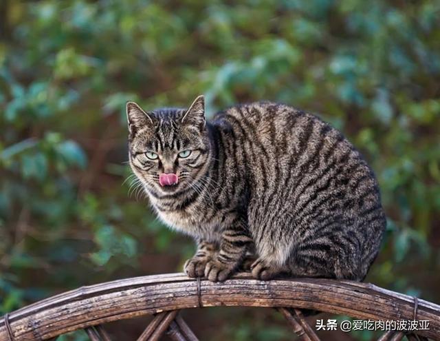 猫咪有病可以吃猫粮吗，养猫必须吃猫粮吗吃猫粮和直接吃肉比有哪些好处