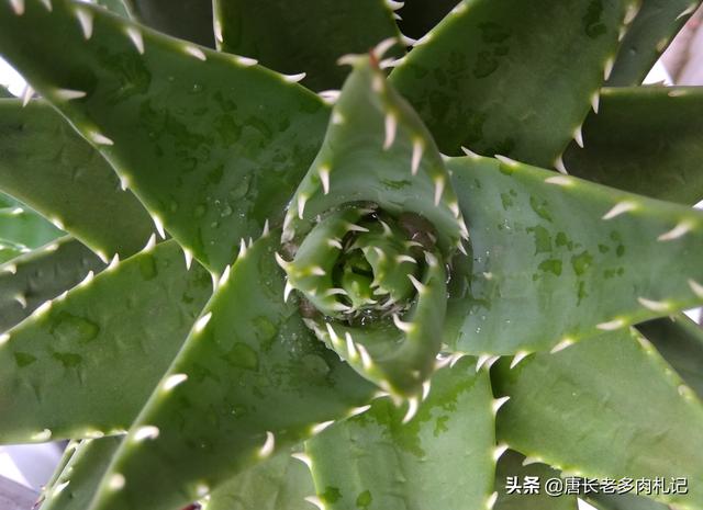 中国芦荟的图片大全集:新移栽芦荟怎么判断成活？