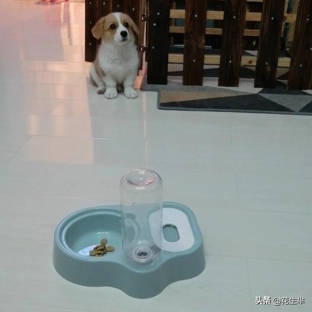 夏天给狗狗剃毛降温有用吗:夏天给狗狗剃毛降温有用吗蚂蚁 夏天夏天悄悄来临，狗狗该如何护理？