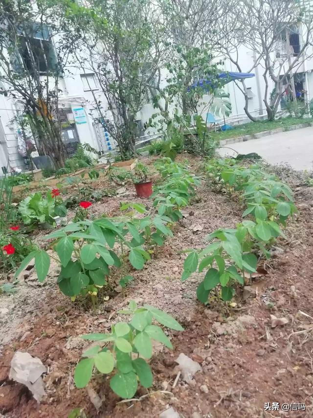 袁隆平钟南山被网友取名(医食无忧组合),这个名称你有何看法？