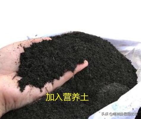 松针土是酸性还是碱性，松针土被称作“养花万能土”，怎样才能自制松针土呢
