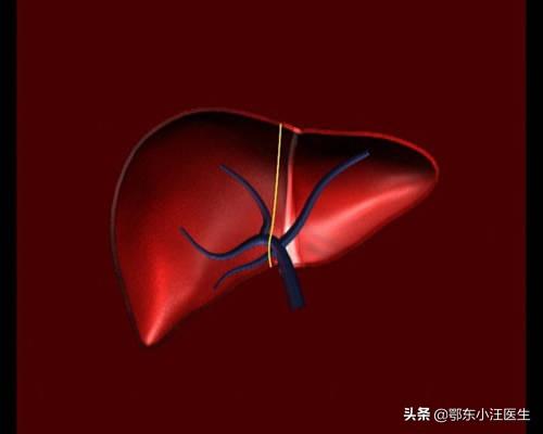 恐人学说:“胆子”“胆量”和胆囊这个器官有什么联系？