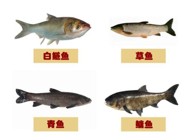 农村所说的“四大家鱼”到底是哪四种鱼？为什么没有鲤鱼呢？