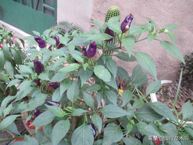 小型观花植物:想在小阳台养些花草，有哪些漂亮又不用照顾的品种推荐？