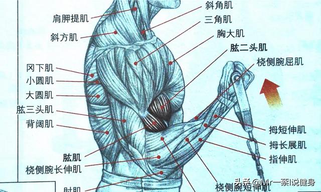 头条问答 - 正手引体向上能有效的练到肱二头肌长头吗?