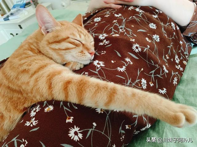 可爱的小猫咪教学反思:养猫后，你是越来越爱猫还是慢慢讨厌猫？ 大脾气的小猫咪小班教学反思