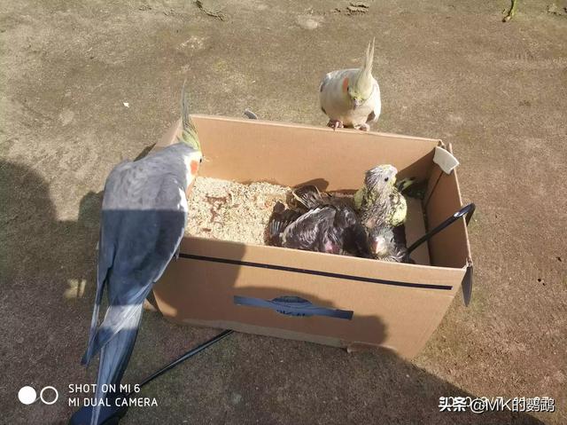 玄凤鹦鹉:玄凤雏鸟要给它磨爪子磨嘴吗？为什么？ 玄凤鹦鹉会说话吗