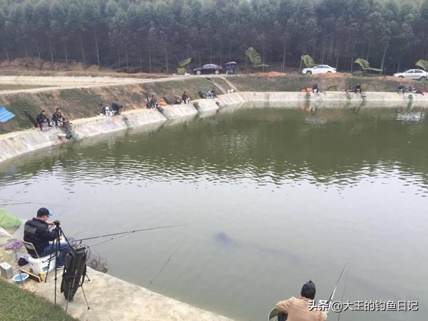 蓝倒吊鱼不会吃漂浮在水面的饲料:散养鱼塘，水肥鱼不开口，怎么办，有什么好的建议？