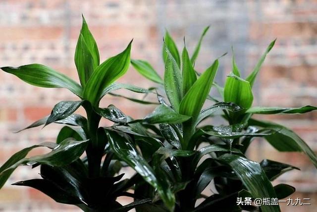 富贵竹和银柳配图片:怎样让买来的富贵竹快速生根？