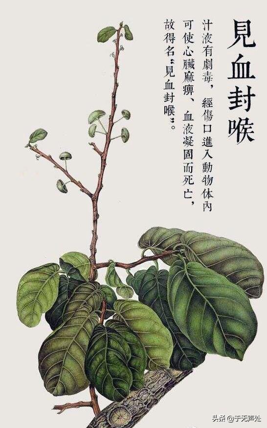 狂犬与蛮娇小说下载:古代士兵作战，为什么不用“毒箭”射杀敌人？