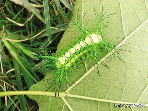 蜂鸟鹰蛾蛹:同样是毛毛虫，为什么有的是蝴蝶有的是蛾？