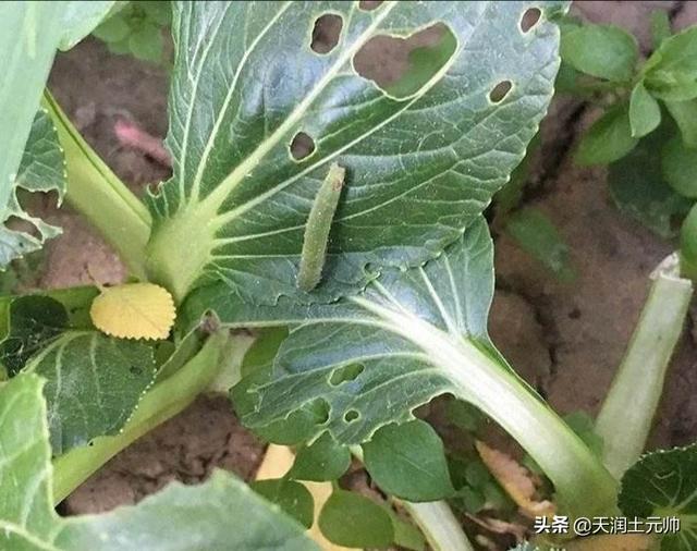 花清丹滋养型有排泄物:头上老痒，还能抠下“白泥”，这是怎么了？