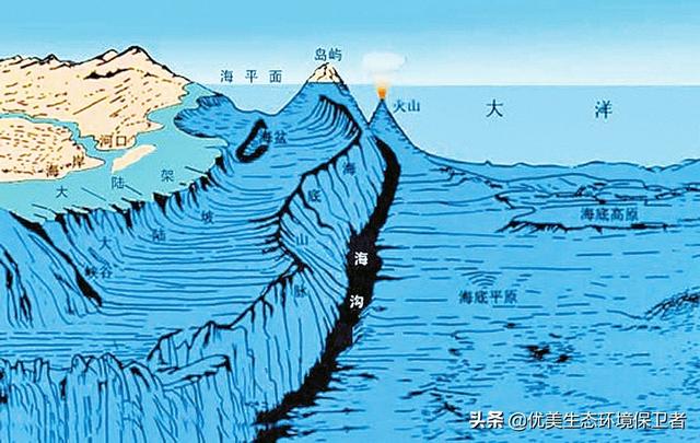 海底动物世界全集:海洋里的动物，谁是名副其实的潜水冠军？