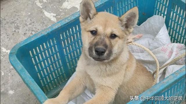 中华田园犬图片:中华田园犬图片 幼犬 如果有机会，你会养一只中华田园犬吗？