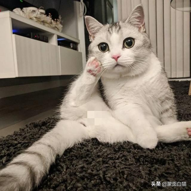 头条问答 猫咪可以自己在家两天一夜吗 如果可以的话需要帮它做些什么 萌面白猫的回答 0赞