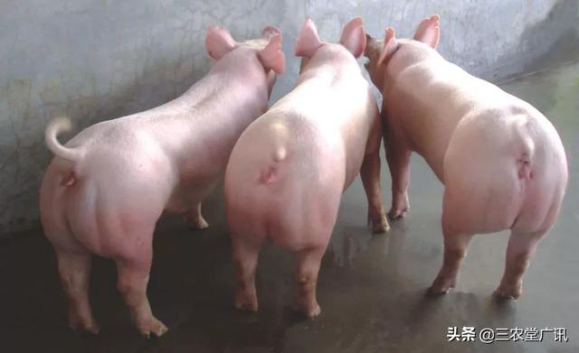 磺胺间甲氧嘧啶钠用法:母猪配种时后背总弓着是什么原因？