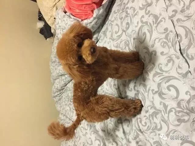 为什么泰迪一出生就要剪尾巴?-百科网