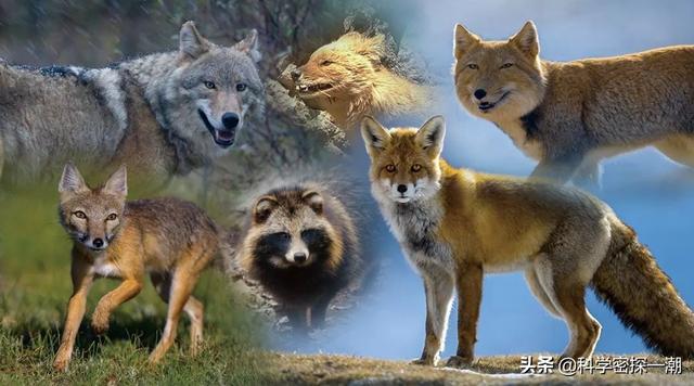 九尾狐真实存在过吗，狼狈为奸，狈这种生物真的存在吗它长什么样子
