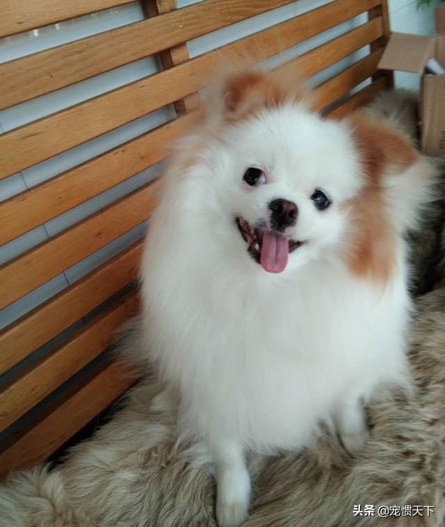 博美狗图片:如何挑选一只健康的博美犬？