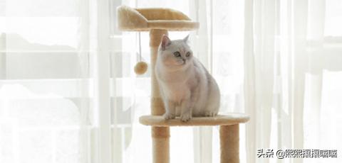 萌猫咪图片:抖音十大网红猫，第一简直成精了？