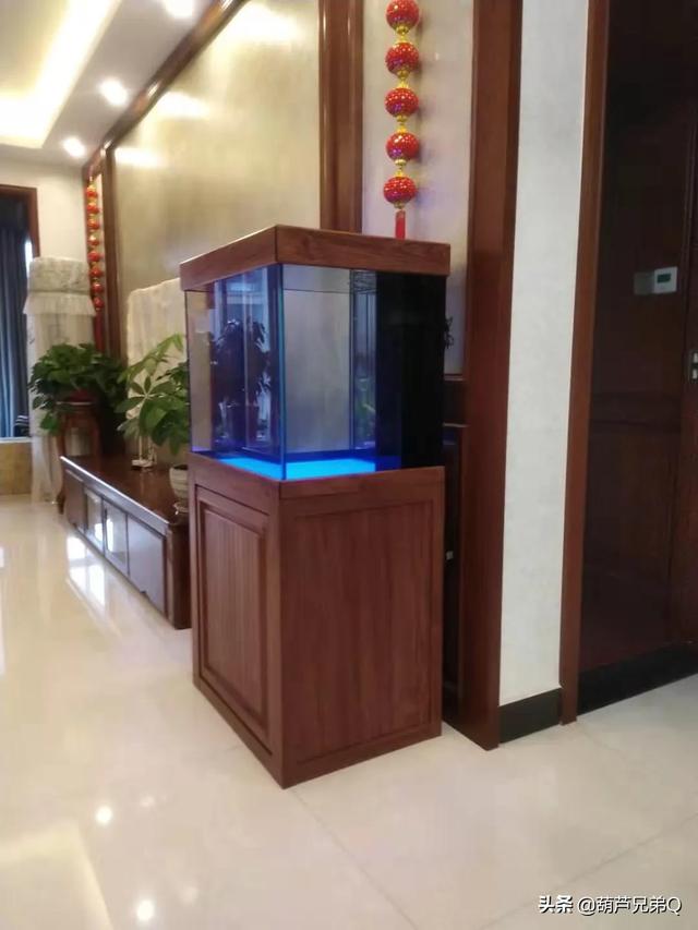 小型宠物有哪些:什么小动物适合家养，占用空间少还不脏的，有哪些？