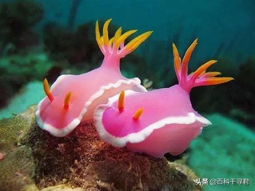 竖琴海豹:海豹、海象、海狮、海狗、海兔这几种动物都有什么不同？